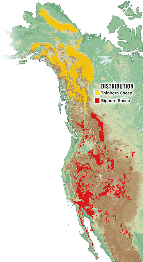 Wild Sheep Distribution Map